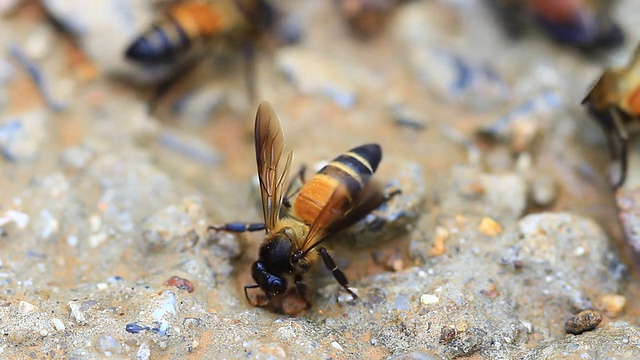 靠近地面上的蜜蜂视频下载