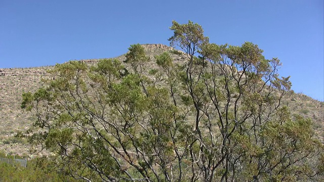 木馏油和萨克拉门托山脉视频下载