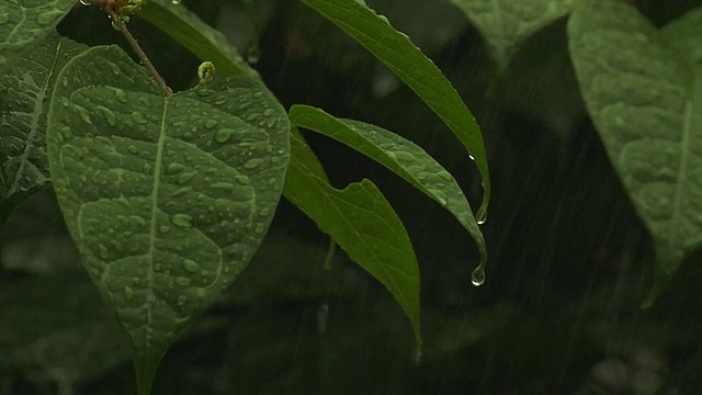 降雨视频下载