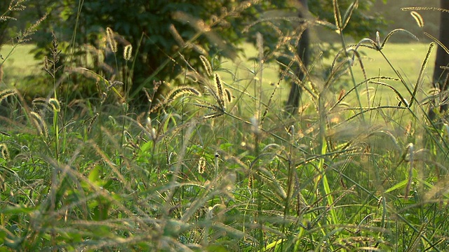 摇动草或静光视频下载