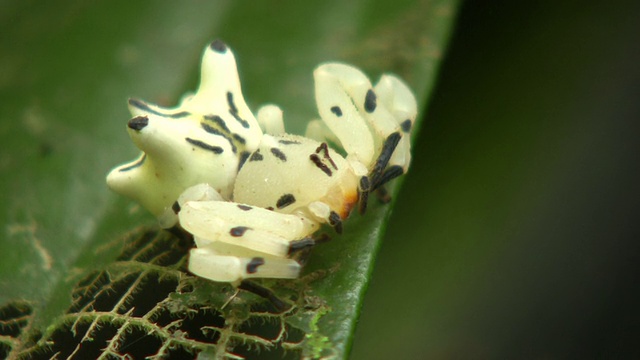 蟹蛛(Thomisidae)视频素材