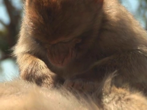 巴巴里猿视频素材