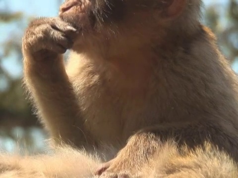 巴巴里猿视频素材