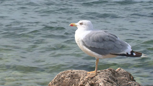 海滩上的海鸥视频素材