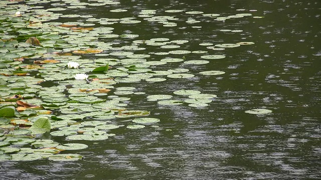 莲花池视频下载