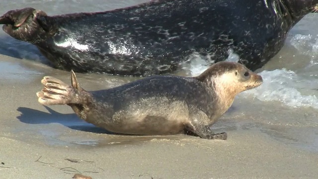 野生幼海豹跳入海洋视频素材