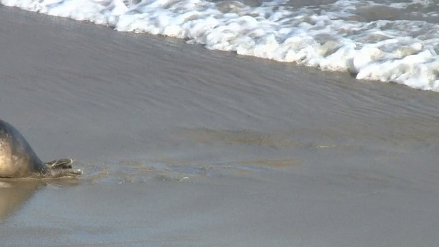 野生海豹跳到岸上视频素材