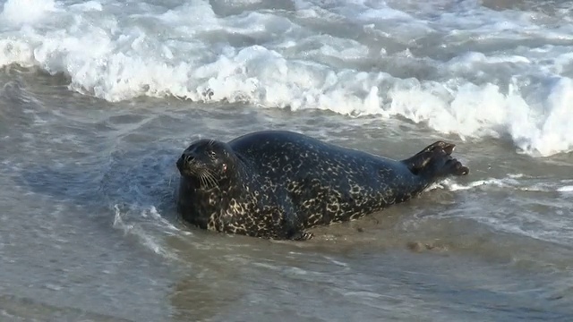 野生海豹打哈欠和跳上海岸视频素材