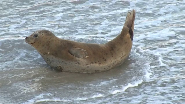 海滩上的野生海豹视频素材