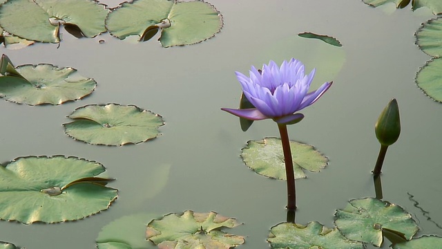 薰衣草莲花开花视频素材