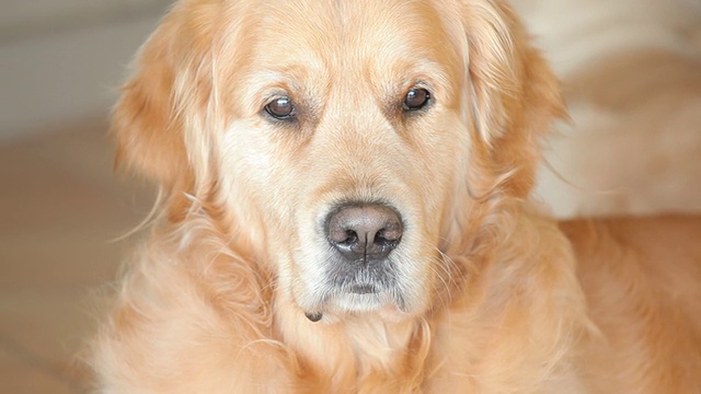 漂亮的金毛猎犬视频素材