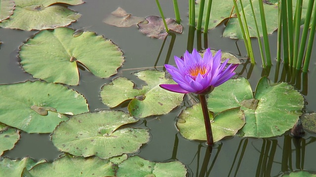 薰衣草莲花开花视频素材