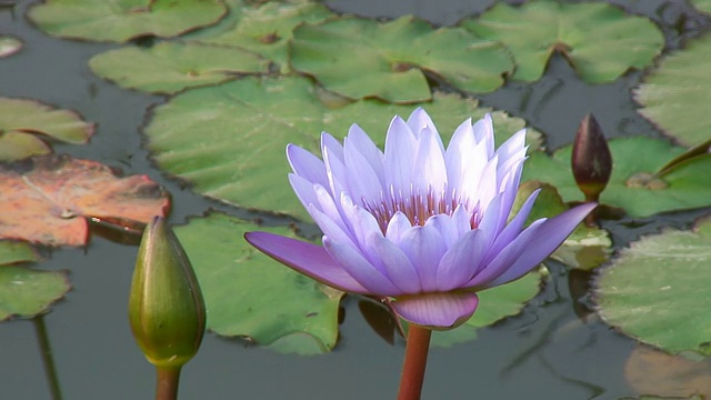 薰衣草莲花(特写)视频素材