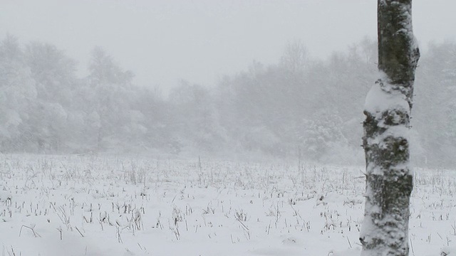 暴雪视频下载