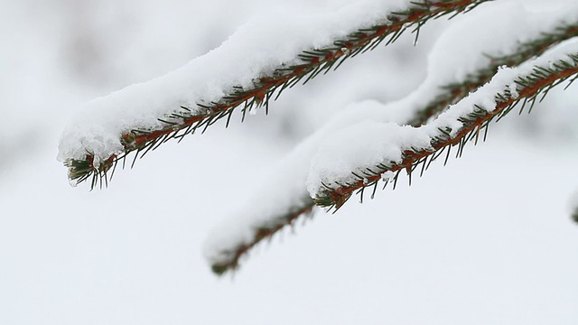 云杉树枝上的雪视频下载