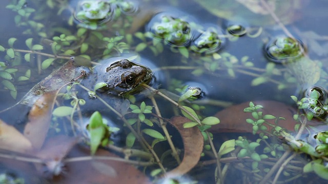 青蛙在水里视频下载