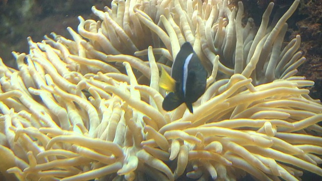 小丑鱼躲在海葵里视频下载