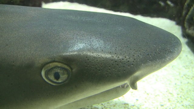条Reefshark鲨鱼视频下载