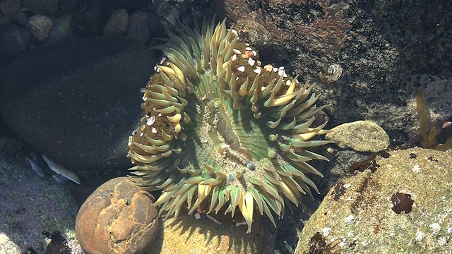 潮池中的绿色海葵视频素材