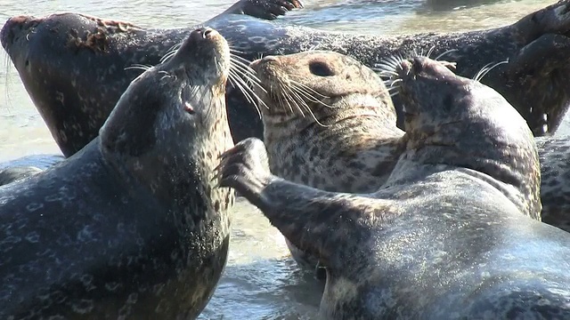 野生海豹战斗视频素材