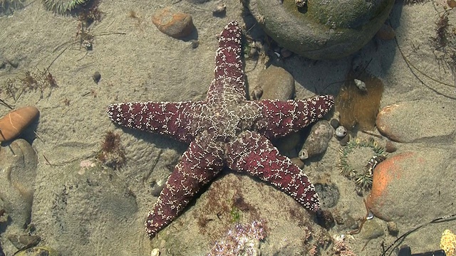 加州潮汐池的栗色海星视频素材