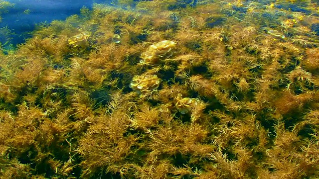 海浪中的海草视频下载