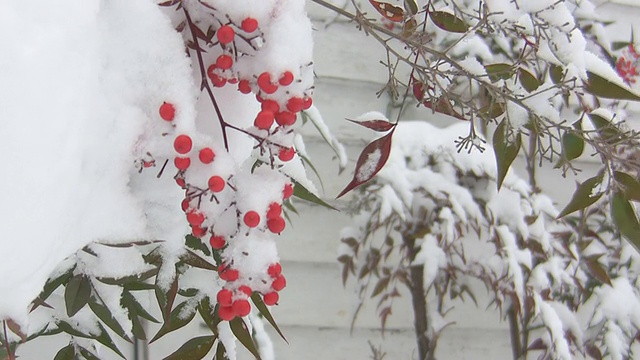 浆果树丛在风中摇曳，伴着小雪视频素材