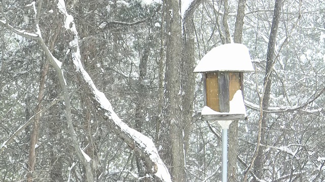 雪中的鸟笼视频素材