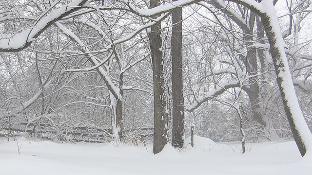 雪中缠绕的树木视频素材