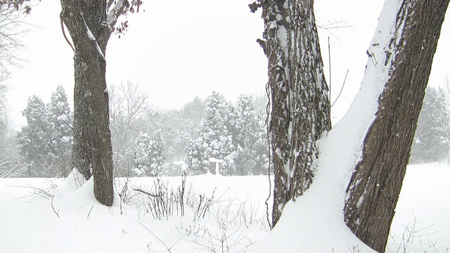 雪地上的树木顶着天空视频素材