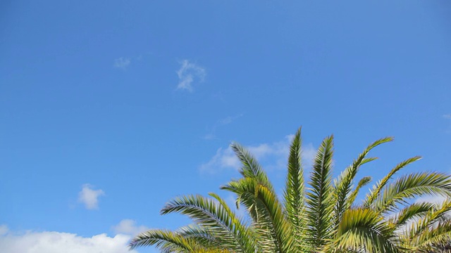 夏日的天空上有棕榈树视频素材