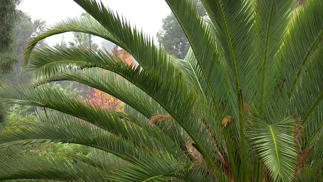 风雨中的棕榈树，高清音效视频素材