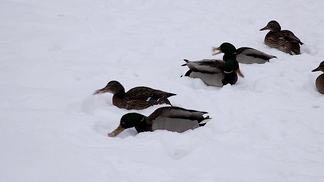 鸭子吃雪视频素材