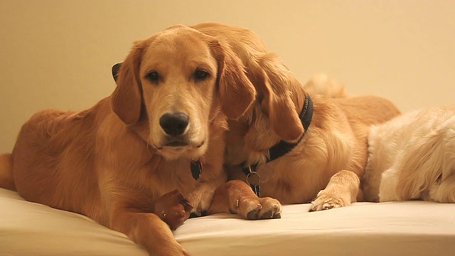 金毛猎犬在玩玩具视频下载