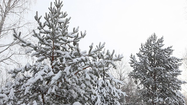 雪花从树枝上飘落视频素材