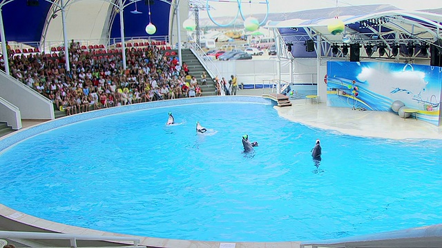 海豚在水族馆视频下载