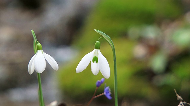 两个花视频素材