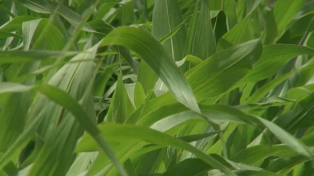 玉米田视频下载