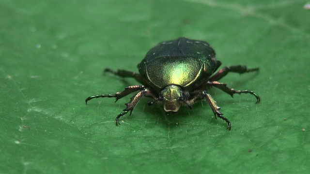 虎甲虫视频素材