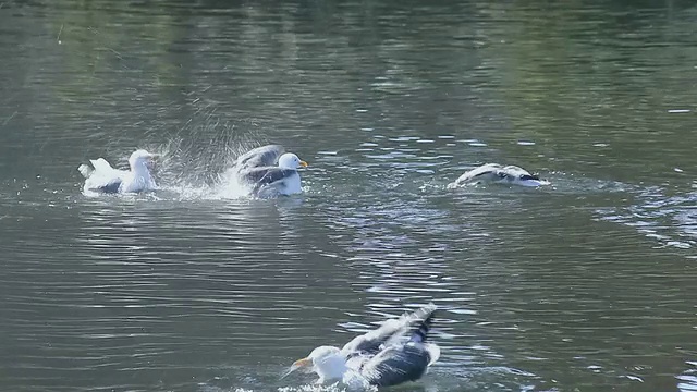 海鸥洗澡大力视频素材