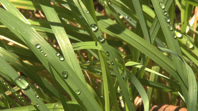 雨滴落在草地上视频素材