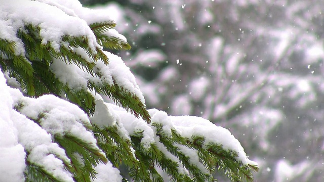 积雪盖顶的松树枝视频素材