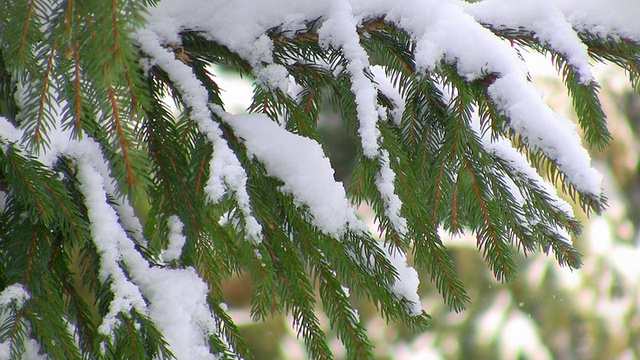 积雪盖顶的松树枝视频素材