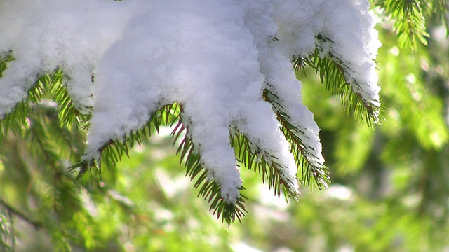 积雪盖顶的松树枝视频素材