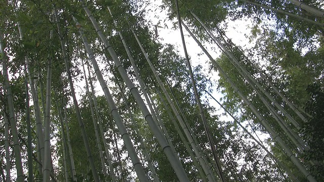 风中的竹林视频下载