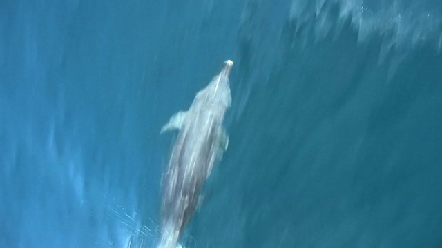 海豚式船首伴流视频下载