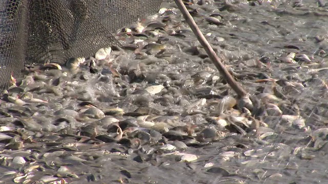 池塘里的小鱼视频素材