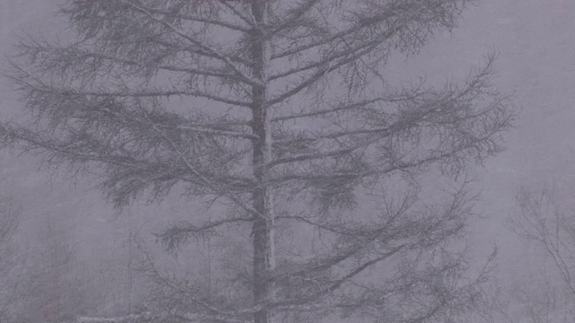 降雪视频素材