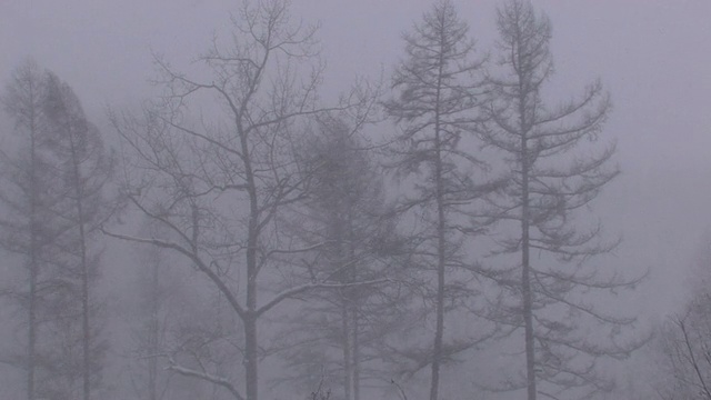 降雪视频素材