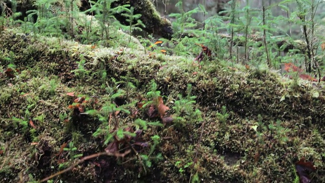 青苔树苗厅视频素材